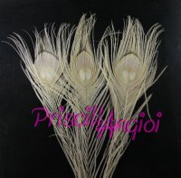 PEACOCK tail feather IVORY dyed - long 25-30 cm ( 1 pce )