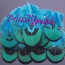 ROYAL BLUE Pheasant TURQUOISE feather - long 5.5 a 7 cm