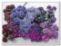 10 rosas abiertas 1.0 cm color Tonos Violetas - elegir color