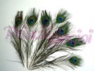 Plumas PAVO REAL larga 25-30 cm ( 1 ud )